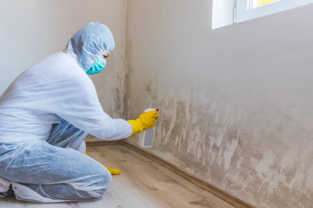 Licensed Mold Removal service in White Post, VA - WQB Mold Removal
