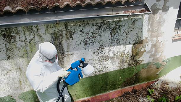 Top rated local Mold Removal specialists in White Post, VA